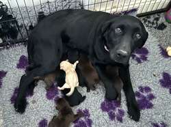 Kc reg Labrador puppies for sale in Peterborough, Cambridgeshire | Image 4