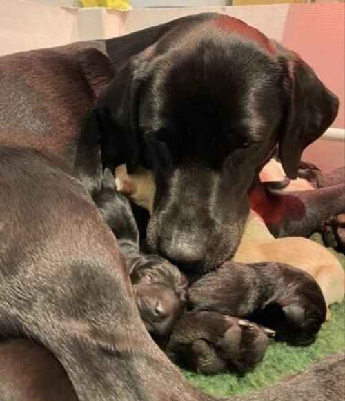 KC reg Labrador puppies black & yellow for sale in Grantham, Lincolnshire