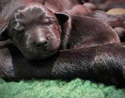 KC reg Labrador puppies black & yellow for sale in Grantham, Lincolnshire | Image 2