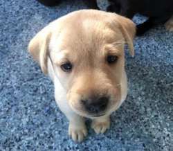 KC reg Labrador puppies black & yellow for sale in Grantham, Lincolnshire | Image 3