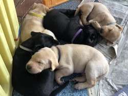 KC reg Labrador puppies black & yellow for sale in Grantham, Lincolnshire | Image 4