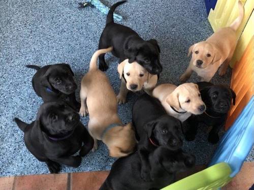 KC reg Labrador puppies black & yellow for sale in Grantham, Lincolnshire - Image 6