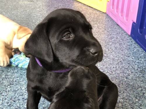 KC reg Labrador puppies black & yellow for sale in Grantham, Lincolnshire - Image 7