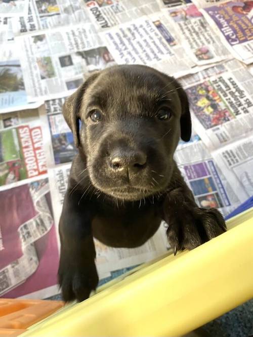 KC reg Labrador puppies black & yellow for sale in Grantham, Lincolnshire - Image 9