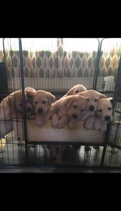 KC REG LABRADOR PUPPIES FOR SALE RED/YELLOW for sale in Newcastle upon Tyne, Tyne and Wear | Image 1
