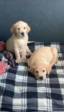 KC REG LABRADOR PUPPIES FOR SALE RED/YELLOW for sale in Newcastle upon Tyne, Tyne and Wear | Image 2