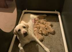 KC REG LABRADOR PUPPIES FOR SALE RED/YELLOW for sale in Newcastle upon Tyne, Tyne and Wear | Image 3
