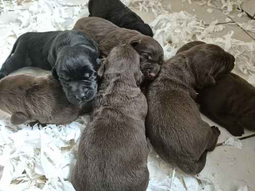 Kc Reg Labrador Puppies Ready from 7th of September for sale in Littleport, Cambridgeshire