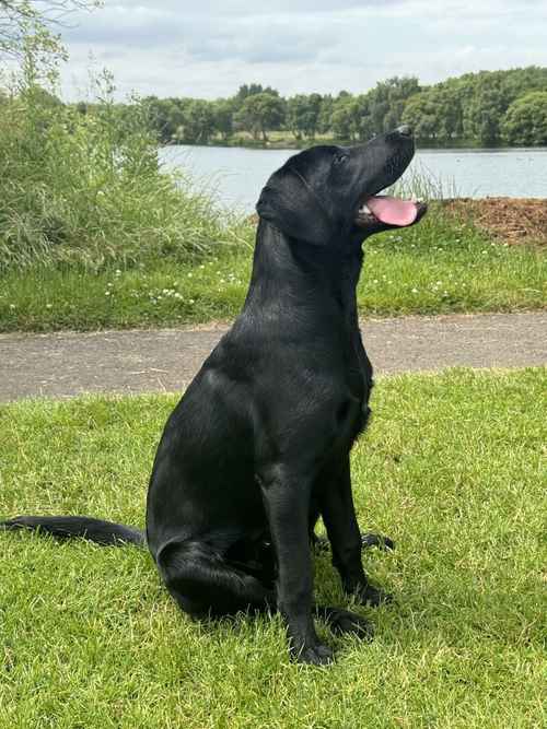 KC Reg Labrador Pups for sale in East Lothian 