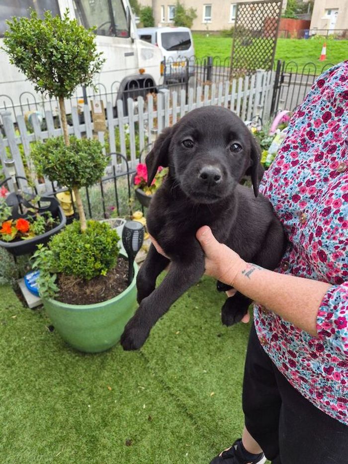 kc reg labrador pups - Image 8 of 15