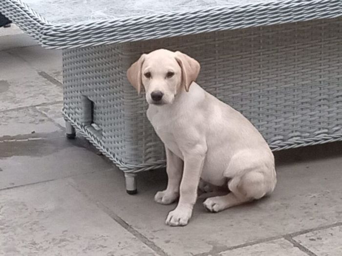 Kc reg labrador pups - Image 2 of 4