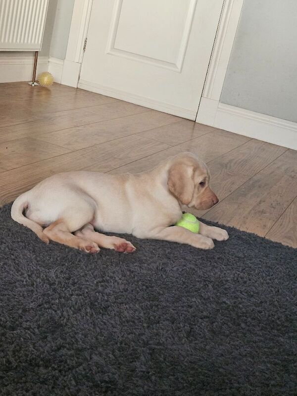 KC Reg labrador pups