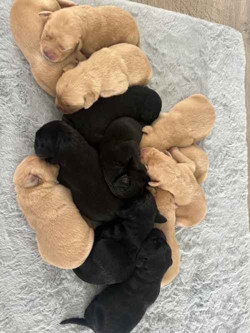 KC Reg Labrador Pups BLACK &YELLOW ready to leave from 12th October for sale in East Lothian 