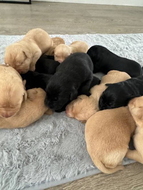 KC Reg Labrador Pups BLACK &YELLOW ready to leave from 12th October for sale in East Lothian - Image 2