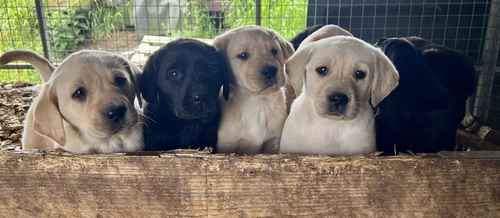KC Reg Labrador Pups Chunky Traditional for sale in Goxhill, Lincolnshire