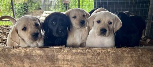 KC Reg Labrador Pups Chunky Traditional for sale in Goxhill, Lincolnshire - Image 2