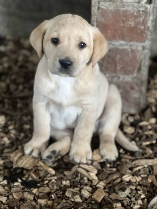 KC Reg Labrador Pups Chunky Traditional for sale in Goxhill, Lincolnshire - Image 3