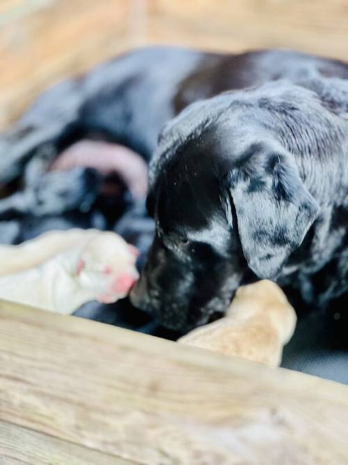 KC Reg Labrador Pups Chunky Traditional for sale in Goxhill, Lincolnshire - Image 3