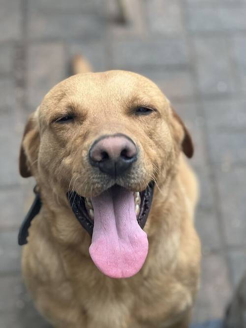 KC Reg Labrador Pups Chunky Traditional for sale in Goxhill, Lincolnshire - Image 4