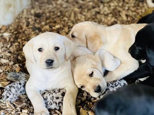 KC Reg Labrador Pups Chunky Traditional for sale in Goxhill, Lincolnshire - Image 7