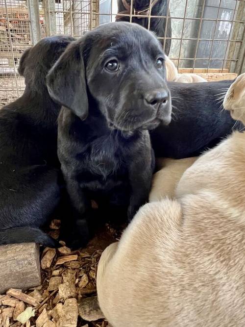 KC Reg Labrador Pups Chunky Traditional for sale in Goxhill, Lincolnshire - Image 10