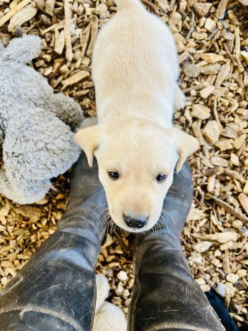 KC Reg Labrador Pups Chunky Traditional for sale in Goxhill, Lincolnshire - Image 9