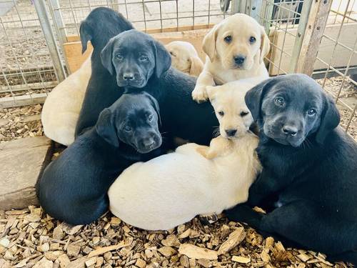 KC Reg Labrador Pups Chunky Traditional for sale in Goxhill, Lincolnshire - Image 12