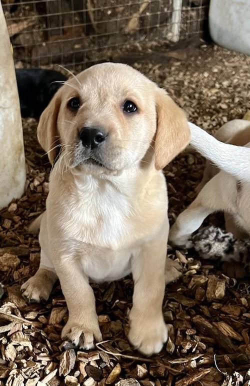 KC Reg Labrador Pups Chunky Traditional for sale in Goxhill, Lincolnshire - Image 13