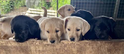 KC Reg Labrador Pups Chunky Traditional for sale in Goxhill, Lincolnshire - Image 14