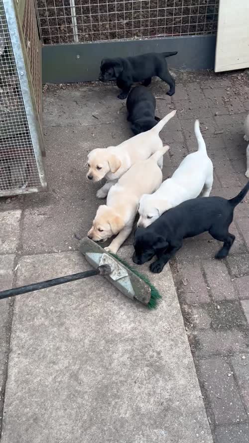 KC Reg Labrador Pups Chunky Traditional