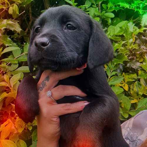 KC Reg Labrador Pups Ready 8th July for sale in Bradford, West Yorkshire