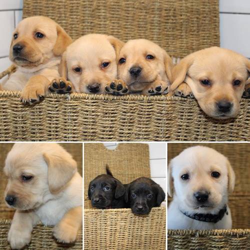 KC Reg Labrador Pups Ready 8th July for sale in Bradford, West Yorkshire - Image 2
