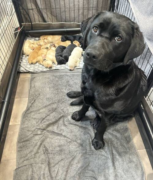 KC Reg Labrador Pups Ready 8th July for sale in Bradford, West Yorkshire - Image 3