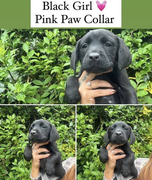 KC Reg Labrador Pups Ready 8th July for sale in Bradford, West Yorkshire - Image 5