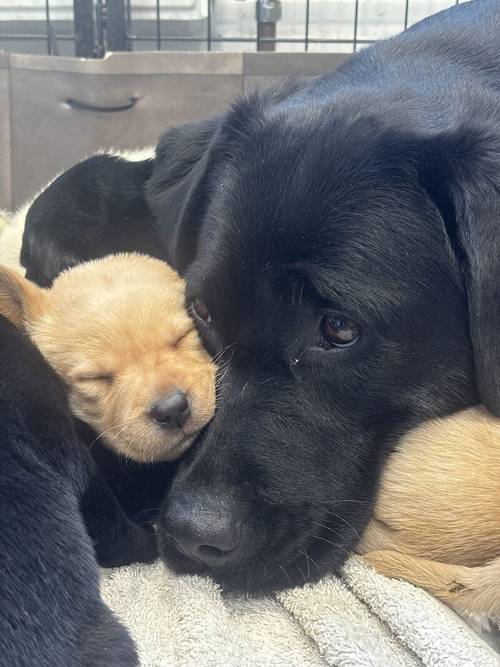 KC Reg Labrador Pups Ready 8th July for sale in Bradford, West Yorkshire - Image 11