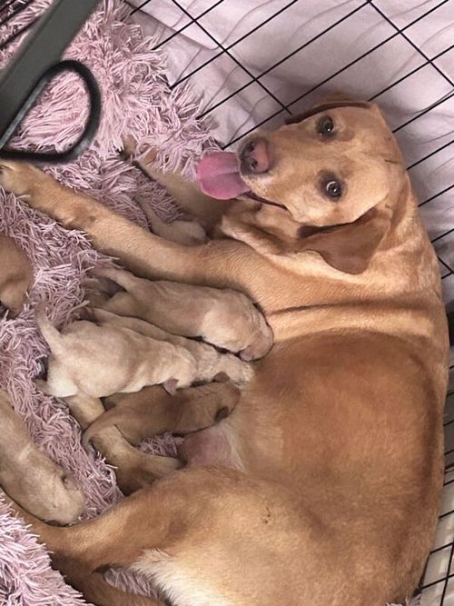 Champion bloodline kc reg pups for sale in Tilbury, Essex