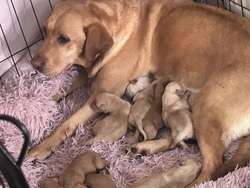 Gorgeous fox red/ yellow pups ready now for sale in Tilbury, Essex | Image 2