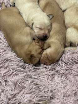 Gorgeous fox red/ yellow pups ready now for sale in Tilbury, Essex | Image 3
