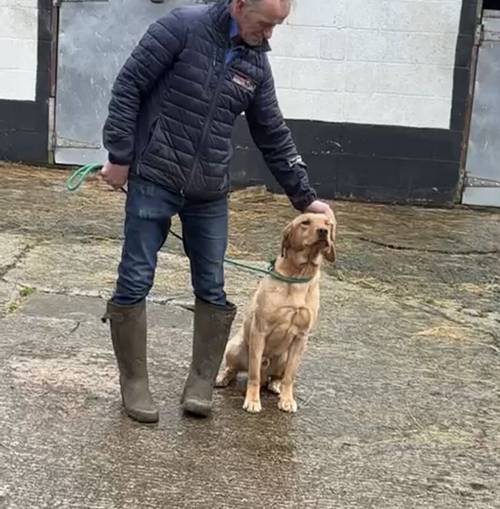 KC Reg Labradors Yellow for sale in Carlisle, Cumbria - Image 3