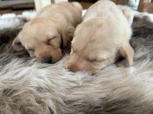 KC Reg Labradors Yellow for sale in Carlisle, Cumbria - Image 4