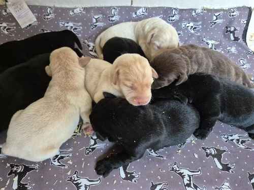 Kc Reg Lovely Labrador Puppies Ready 3rd of November for sale in Littleport, Cambridgeshire