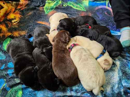 Kc Reg Lovely Labrador Puppies Ready 3rd of November for sale in Littleport, Cambridgeshire