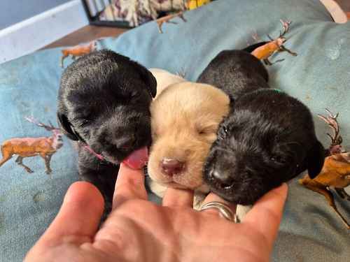 Kc Reg Lovely Labrador Puppies Ready 3rd of November for sale in Littleport, Cambridgeshire