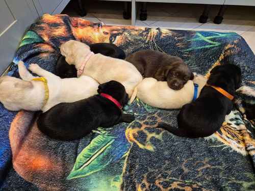 Kc Reg Lovely Labrador Puppies Ready 3rd of November for sale in Littleport, Cambridgeshire