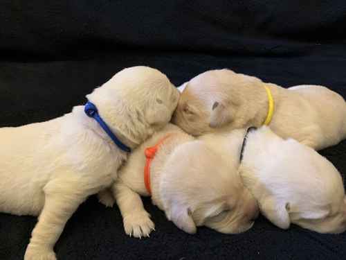 KC Reg pedigree Yellow White Labrador Puppies for sale in Manchester, Greater Manchester