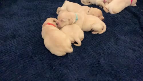 KC Reg HEALTH TESTED Yellow White Labrador Puppies for sale in Manchester, Greater Manchester