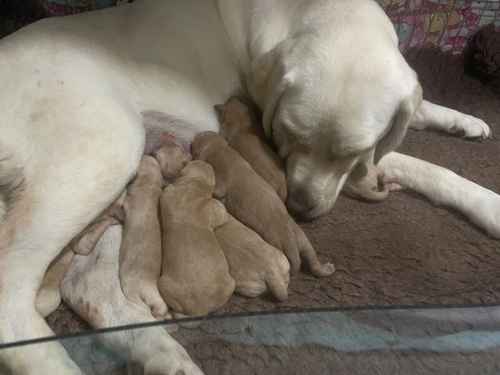 KC Reg Puppies from DNA/Health tested parents for sale in Towcester, Northamptonshire