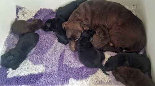 KC reg quality black boys/choc girl, dual purpose bred, excellent pedigree for sale in Lockerbie, Dumfries and Galloway