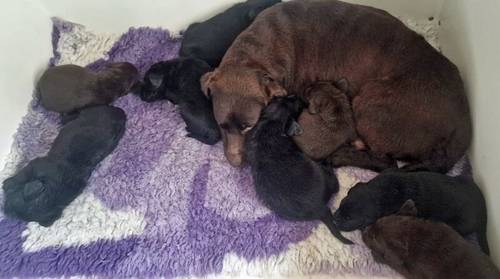 KC reg quality black boys/choc girl, dual purpose bred, excellent pedigree for sale in Lockerbie, Dumfries and Galloway - Image 1