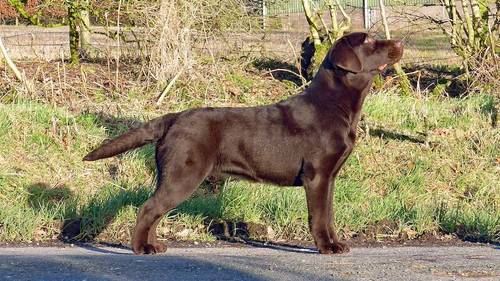 KC reg quality black boys/choc girl, dual purpose bred, excellent pedigree for sale in Lockerbie, Dumfries and Galloway - Image 2